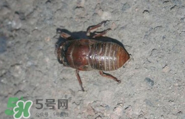 幼蟬猴怎么做好吃？幼蟬猴有什么營(yíng)養(yǎng)價(jià)值