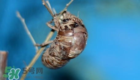 幼蟬猴怎么保存？幼蟬猴怎么清洗