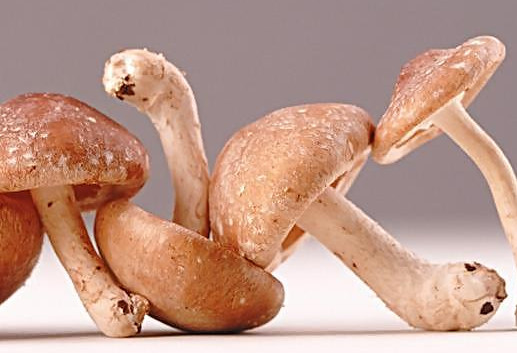 干香菇為什么比鮮香菇味道好？香菇為什么要曬干了再泡來(lái)吃