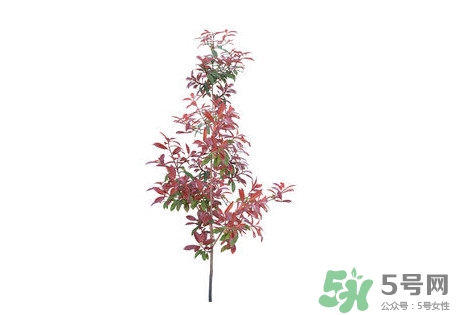 紫葉李什么時候開花？紫葉李什么時候成熟