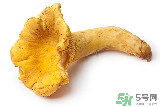 雞油菌多少錢一斤？雞油菌和雞樅菌有什么區(qū)別