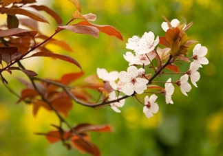 紫葉李什么時候開花？紫葉李什么時候成熟