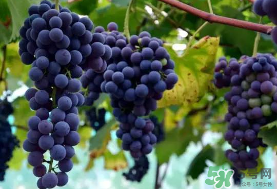 夏黑葡萄為什么掉色？夏黑葡萄怎么會(huì)染色？
