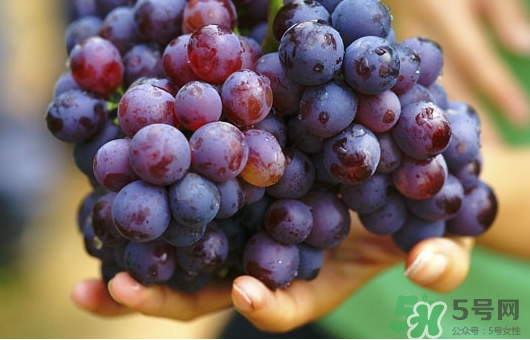 夏黑葡萄可以釀酒嗎？夏黑葡萄怎么自釀酒？