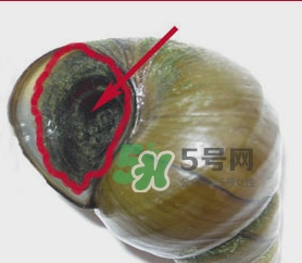 田螺里面都可以吃嗎？田螺不能和什么同食