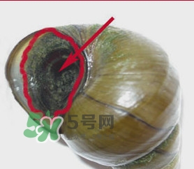 吃田螺有什么好處？田螺哪些部位不能吃