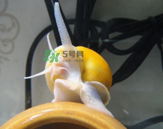 福壽螺是什么樣的？福壽螺和田螺的區(qū)別