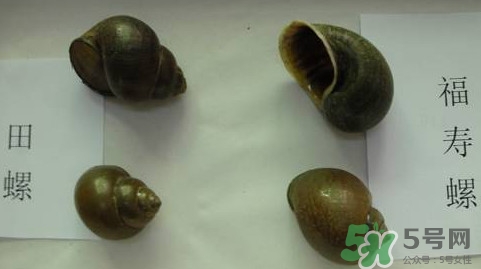 福壽螺吃了會怎樣？福壽螺有什么危害？