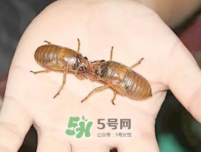 爬叉什么時候出來？爬叉怎么保存
