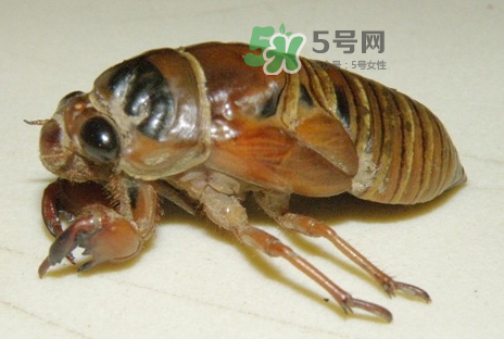 金蟬有什么營養(yǎng)價(jià)值？吃金蟬有什么好處？