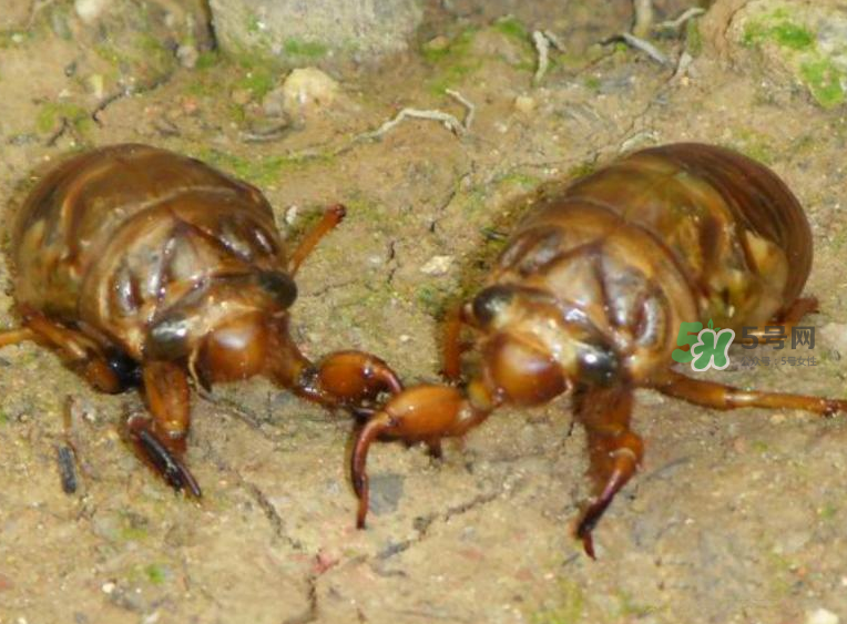金蟬有什么營養(yǎng)價(jià)值？吃金蟬有什么好處？
