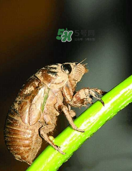 金蟬有寄生蟲嗎？金蟬有毒嗎？