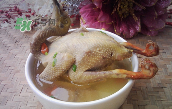 三伏天能吃鴿子嗎？三伏天能喝鴿子湯嗎？