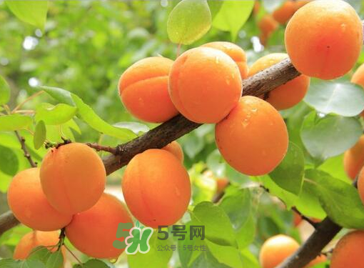 黃桃為什么用鹽水泡？黃桃為什么要用鹽水泡？
