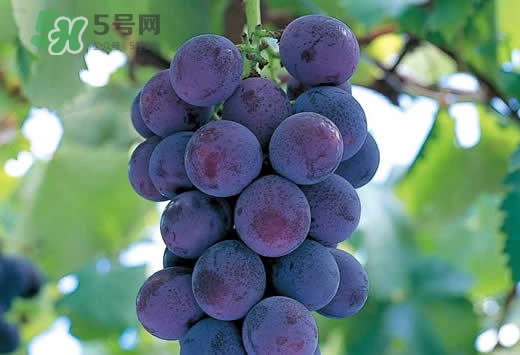 巨峰葡萄是酸性還是堿性？巨峰葡萄是堿性的嗎？