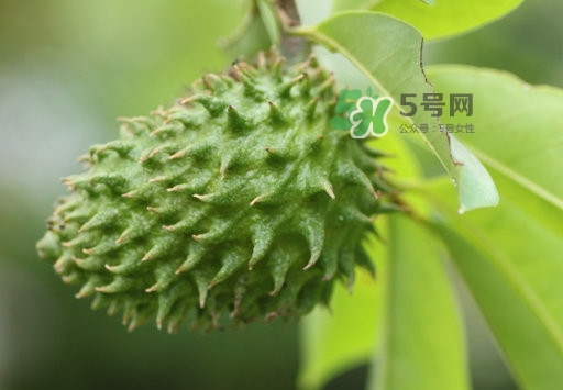 刺果番荔枝怎么吃？釋迦和刺果番荔枝區(qū)別