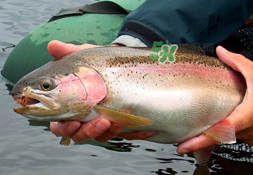 鱒魚可以生吃嗎？鱒魚是海魚還是淡水魚