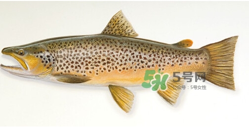 鱒魚可以生吃嗎？鱒魚是海魚還是淡水魚