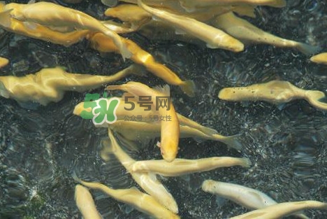 金鱒魚多少錢一斤？金鱒魚刺多嗎