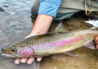 鱒魚可以生吃嗎？鱒魚是海魚還是淡水魚