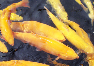 金鱒魚多少錢一斤？金鱒魚刺多嗎