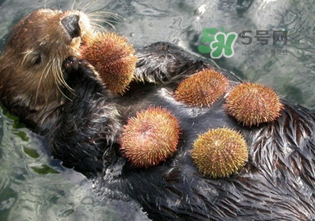 海膽是什么東西？海膽是動物還是植物？