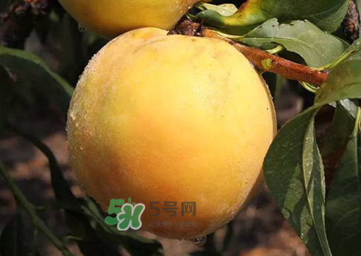 錦繡黃桃多少錢一斤？錦繡黃桃好吃嗎？