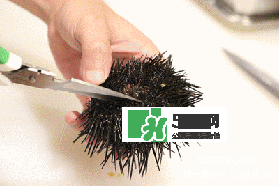 海膽怎么處理？海膽可以生吃嗎？