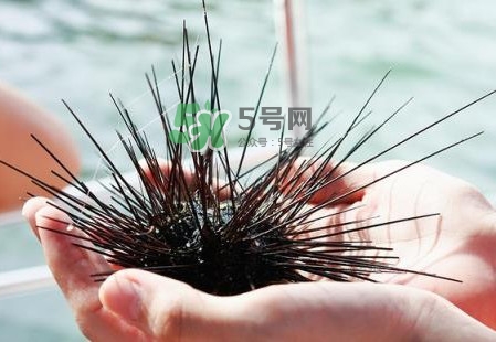 海膽有毒嗎？海膽有寄生蟲嗎