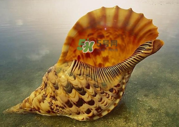 為什么海螺殼里面會(huì)有聲音？海螺和韭菜能不能一起吃