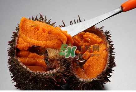冷凍海膽黃化了能吃嗎？海膽吃多了會怎樣