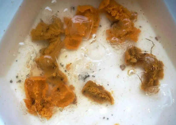 活海膽怎么殺？海膽怎么開殼？