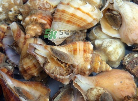 為什么海螺殼里面會(huì)有聲音？海螺和韭菜能不能一起吃