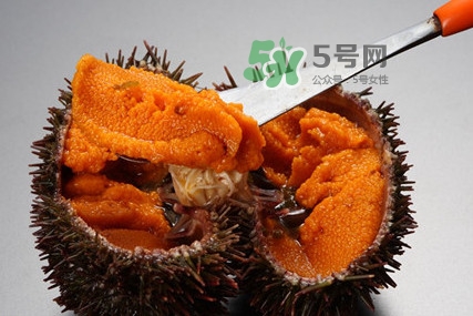 海膽怎么處理？海膽可以生吃嗎？