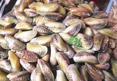 海瓜子煮多久能熟？海瓜子為什么放在水里殼不張開