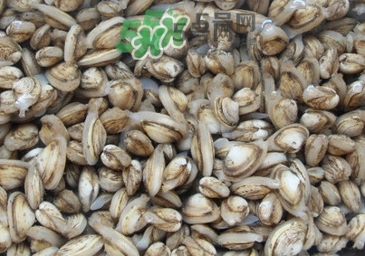海瓜子怎么養(yǎng)？如何挑選海瓜子