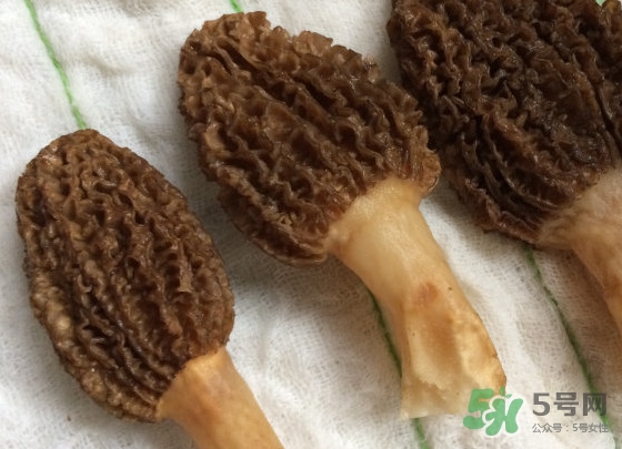羊肚菌什么時候采摘？羊肚菌什么季節(jié)有