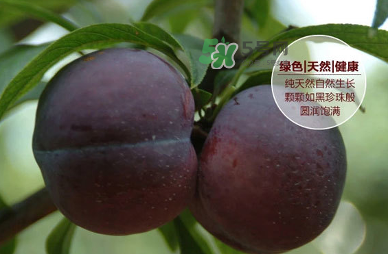 黑布林什么時候吃最好？黑布林什么人不能吃？