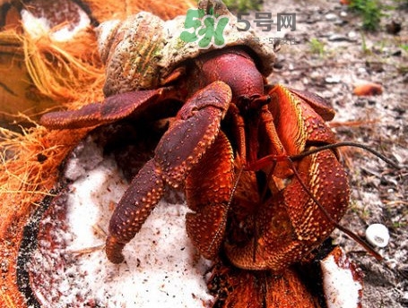 椰子蟹是寄居蟹嗎？椰子蟹中國(guó)哪里能買到