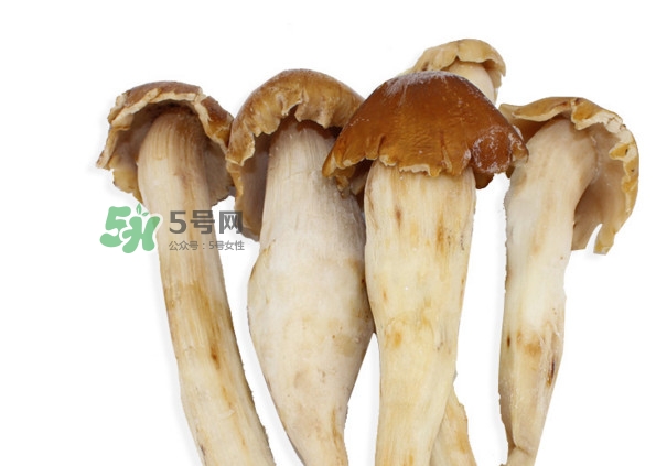 雞樅菌有毒嗎？雞樅菌不能和什么一起吃？