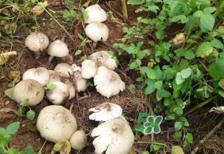 雞樅菌可以人工種植嗎？怎么人工種植雞樅菌