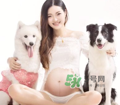 狗對(duì)孕婦的危害有哪些？狗對(duì)孕婦有影響嗎？