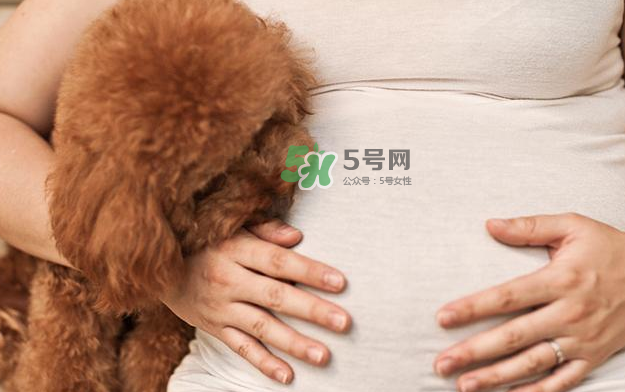 狗對(duì)孕婦的危害有哪些？狗對(duì)孕婦有影響嗎？