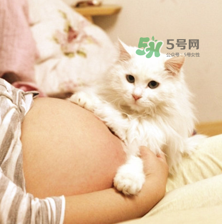 孕婦被貓抓了怎么辦？孕婦被貓抓傷了對(duì)寶寶有什么影響？