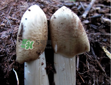 雞樅菌怎么保存？雞樅菌可以放冰箱嗎？