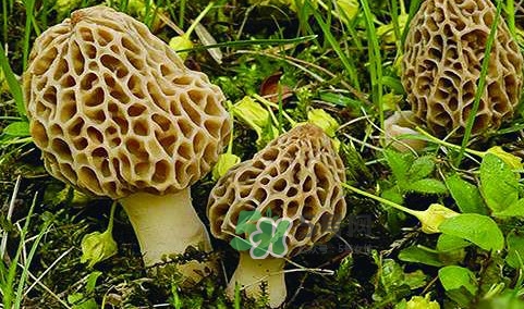 羊肚菌生長在什么地方？羊肚菌同什么煲湯最好