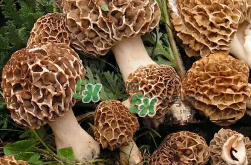羊肚菌最大產地是哪兒？羊肚菌怎么泡發(fā)