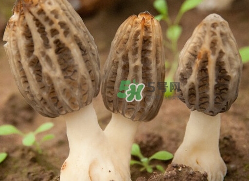 生了蟲的羊肚菌能吃嗎？羊肚菌長蟲子怎么辦？