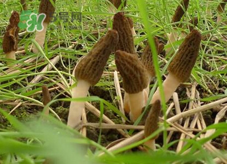 羊肚菌什么時候采摘？羊肚菌什么季節(jié)有