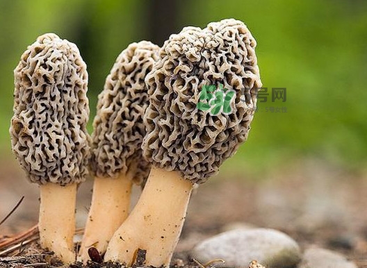 羊肚菌怎么做好吃？羊肚菌有什么好處